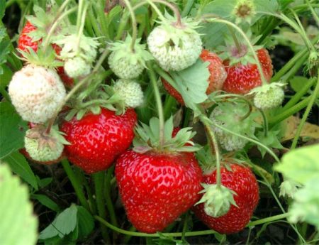 Strawberry Shelf: grade description