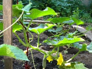 DIY cucumber supports