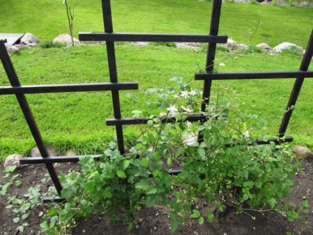 DIY rose support