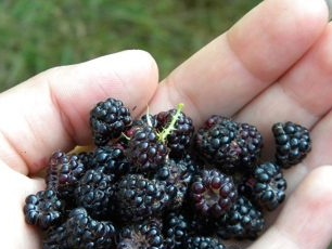 How to grow black raspberries in the country