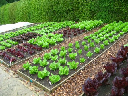 A beautiful garden with your own hands: how to make beautiful beds