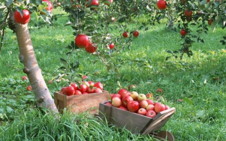 Apple tree Melba: description,
