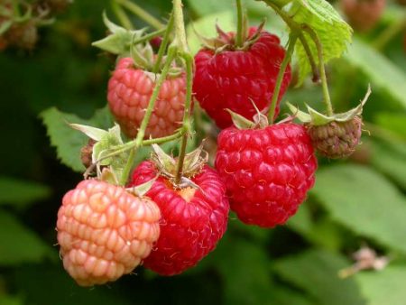 How to transplant raspberries in the fall to a new place