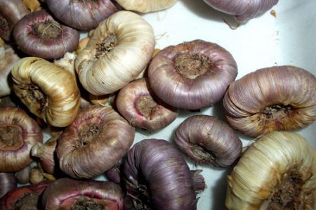 Kada iskopati gladiole i kako čuvati
