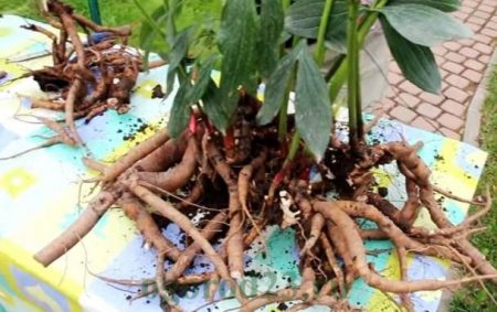 How to transplant peonies so that they bloom next year
