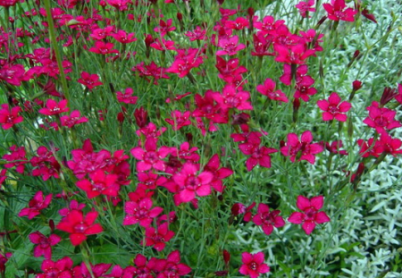 Flowers for alpine hills perennial: photo with