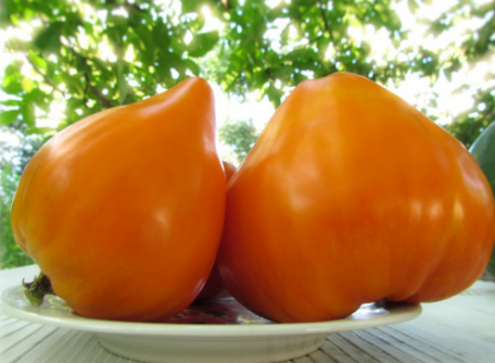 Tomato seeds: the most productive varieties for 2017
