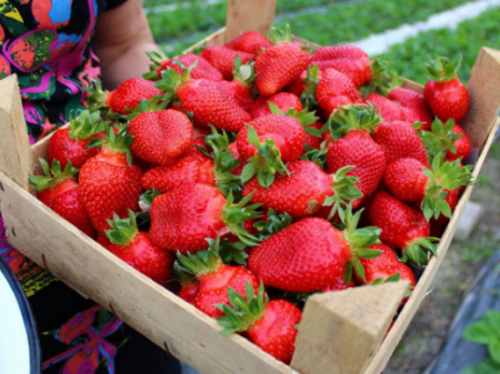 Strawberry Queen Elizabeth: grade description, photo