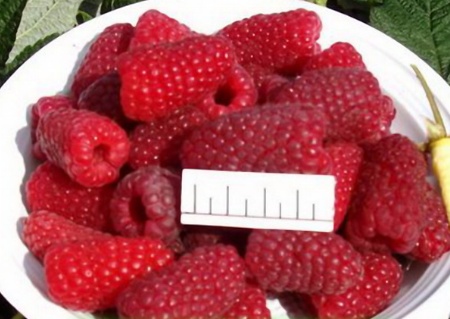 Raspberries