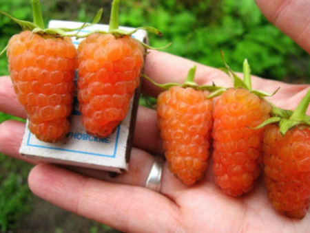 Raspberry