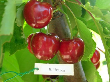 Sweet cherry