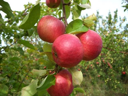 Apple tree Zhigulevskoye: description, photos, reviews