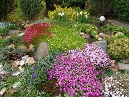 Flowers for alpine hills perennial: photo with names