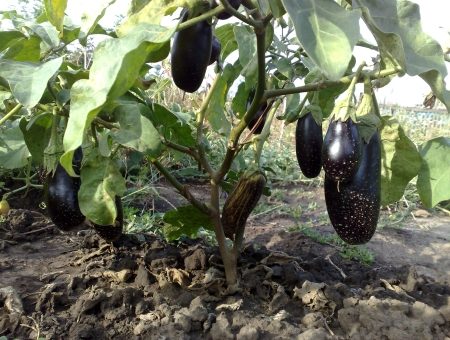 Eggplant 