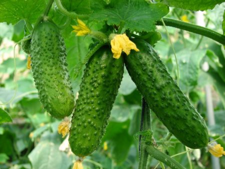 The best varieties of cucumbers for open ground