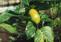 bell pepper diseases