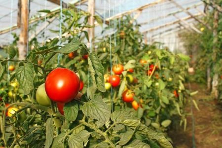 Planting tomatoes in a greenhouse