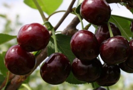Sweet cherry
