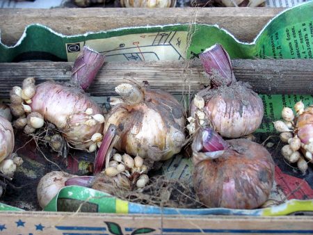 Kada iskopati gladiole za zimu