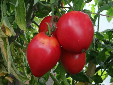 Tomato seeds