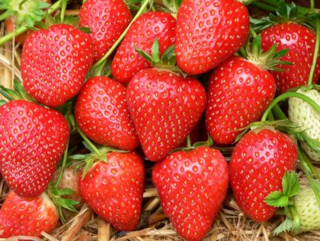 Strawberry Zenga Zengana: variety description, photo
