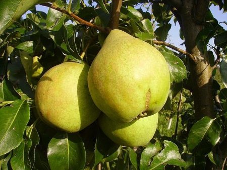 Pear Just Maria: description, photo, reviews