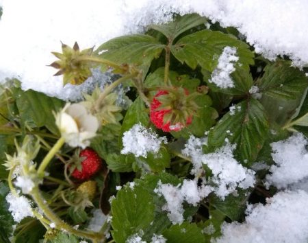 How to prepare strawberries for winter