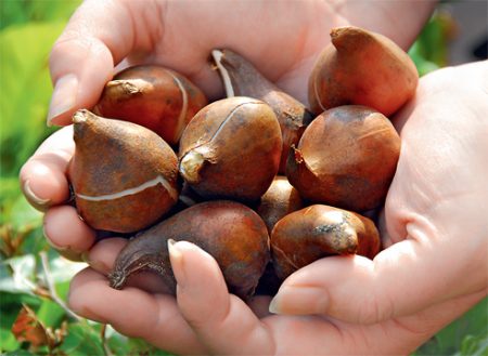 How to store tulip bulbs after flowering