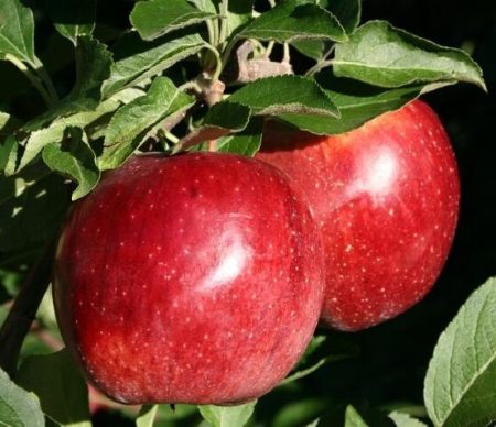 Apple tree Lobo: description, photo, reviews