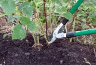 how to prune raspberries in spring