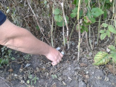 How to transplant raspberries in the fall to a new place