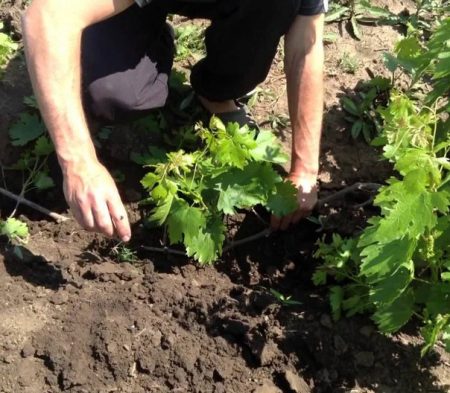 How to transplant currants in autumn
