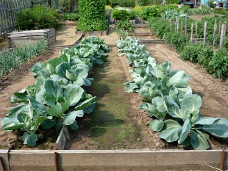 cabbage care