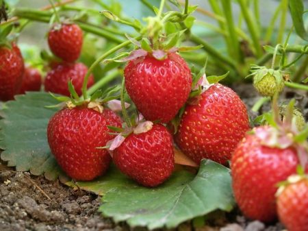 Strawberry planting in the fall: how to