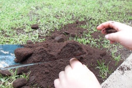 coffee grounds in the garden