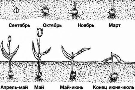 When to plant tulips in the fall in the suburbs