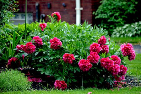 How to transplant peonies so that they bloom next year