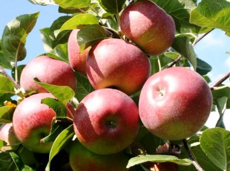 Apple tree Lobo: description