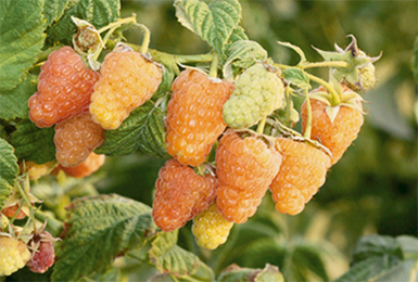 Raspberry