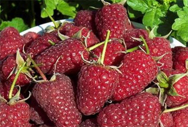 Raspberry