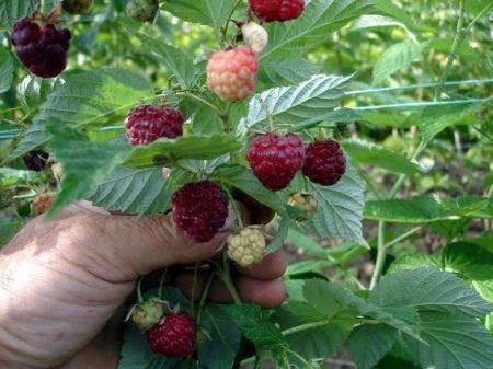 Raspberry