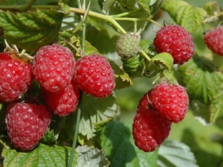 Raspberry