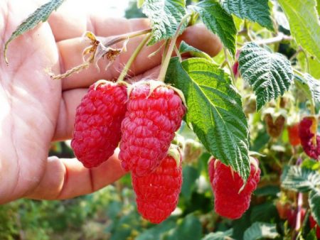 Raspberries