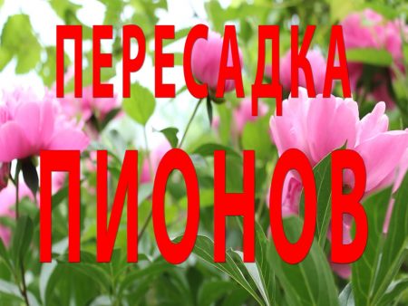 How to transplant peonies so that they bloom next year