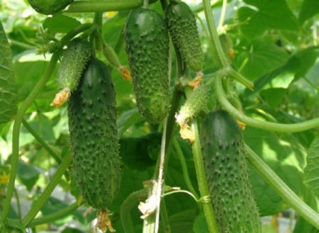 Cucumbers in a polycarbonate greenhouse: planting and care, bush formation
