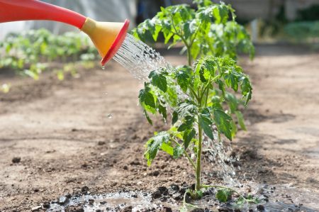 How to water tomatoes after planting in a greenhouse