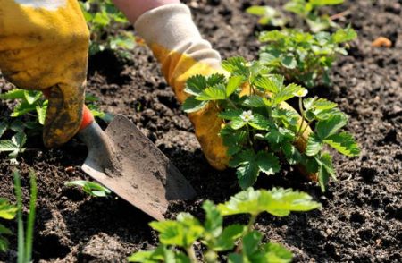 Strawberry planting in the fall: how to