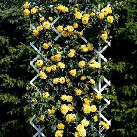 DIY rose support