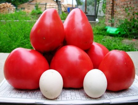Tomato seeds: the most productive varieties for 2017