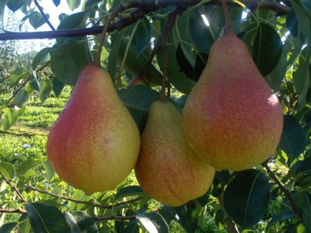 Pear Just Maria: description, photo, reviews